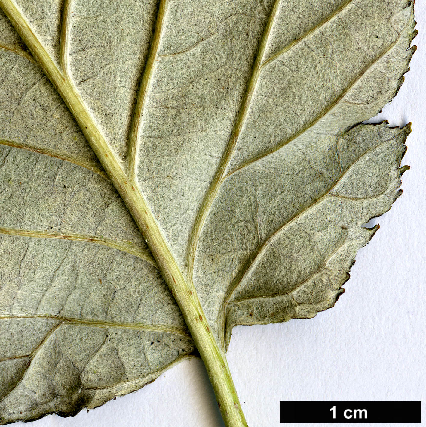 High resolution image: Family: Rosaceae - Genus: Sorbus - Taxon: japonica - SpeciesSub: var. calocarpa